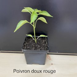 Plant de poivron rouge doux biologique