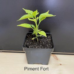 Plant de piment fort biologique (Hot Pepper Lantern)