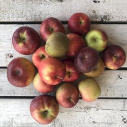 Pommes variétés mélangées 5lbs (sans cire)