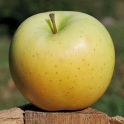 Pommes Délicieuse jaune 10 lb (sans cire)