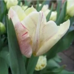 Bouquet de tulipes Ivoire