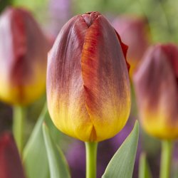 Bouquet de tulipes bicolores jaune et bourgogne