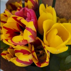 Bouquet de tulipes jaunes flammées rouges