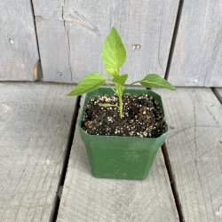 Plant de poivron jaune-orangé doux biologique