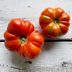 Tomates ancestrales bio